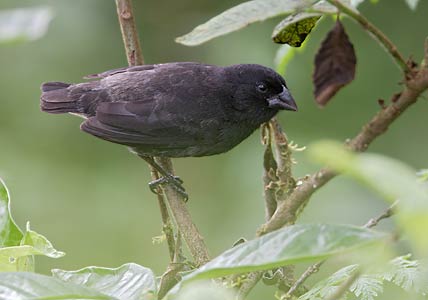 Small Ground-Finch (Geospiza fuliginosa) photo