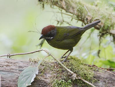 Sooty-faced Finch (Lysurus crassirostris) photo