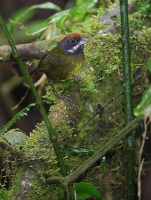 Sooty-faced Finch (Lysurus crassirostris) photo