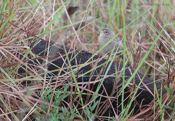 Wedge-tailed Grass-finch (Emberizoides herbicola) photo