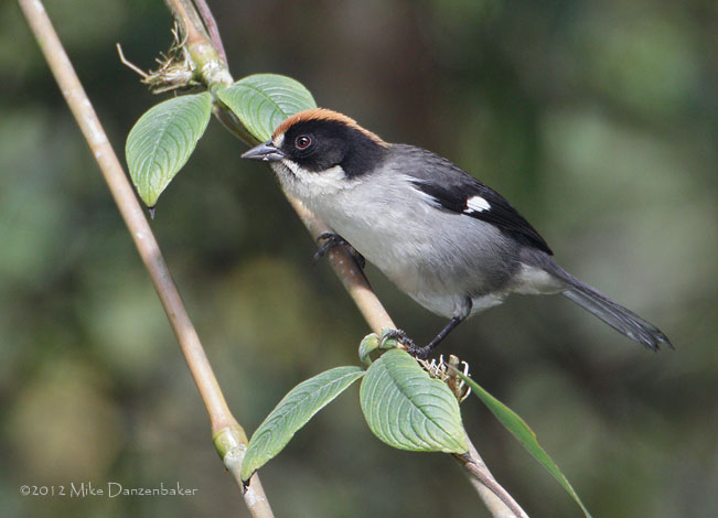 White-winged Brush-Finch (Atlapetes leucopterus) photo