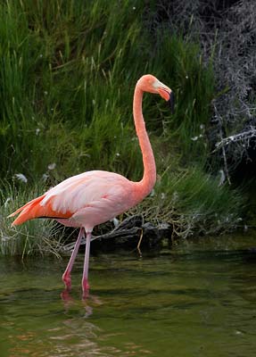 American Flamingo (Phoenicopterus roseus) photo
