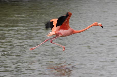 American Flamingo (Phoenicopterus roseus) photo