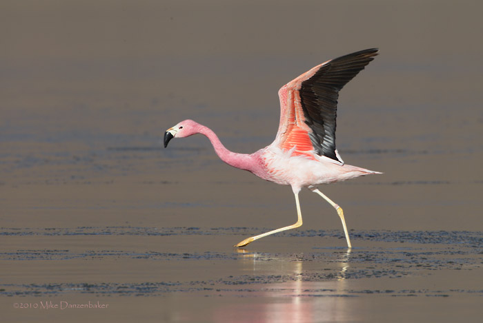 Andean Flamingo (Phoenicoparrus andinus) photo