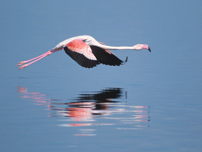 Greater Flamingo (Phoenicopterus roseus) photo