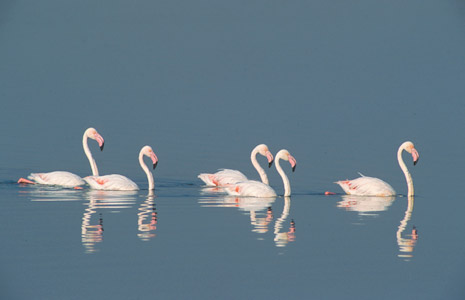 Greater Flamingo (Phoenicopterus roseus) photo