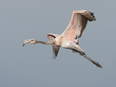 Greater Flamingo (Phoenicopterus ruber) photo
