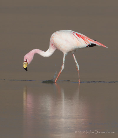 James's (Puna) Flamingo (Phoenicoparrus jamesi) photo