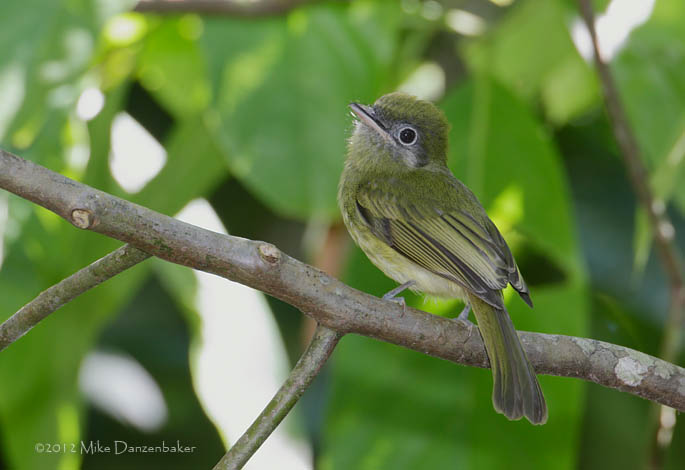 Eye-ringed Flatbill (Rhynchocyclus brevirostris) photo