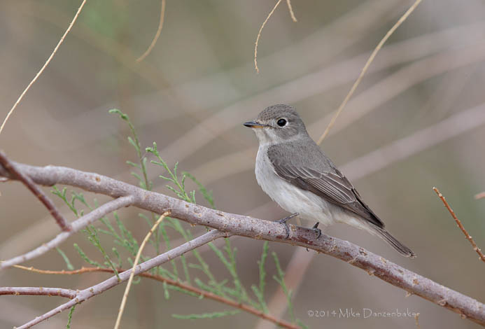 Asian Brown Flycatcher (Muscicapa dauurica) photo