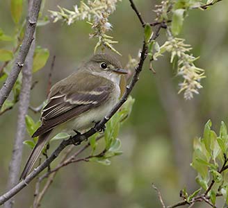 Alder Flycatcher (Empidonax alnorum) photo