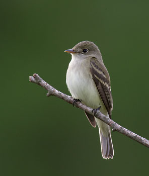 Alder Flycatcher (Empidonax alnorum) photo