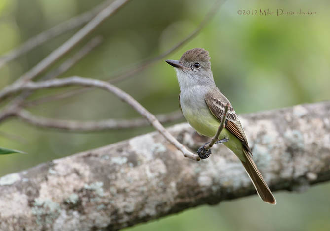 Brown-crested Flycatcher (Myiarchus tyrannulus) photo