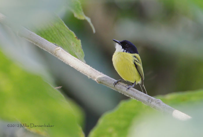 Black-headed Tody-Flycatcher (Todirostrum nigriceps) photo