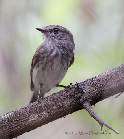 Bran-colored Flycatcher (Myiophobus fasciatus) photo
