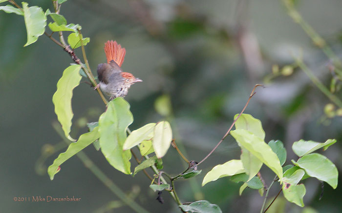 Chestnut-capped Flycatcher (Erythrocercus mccallii) photo