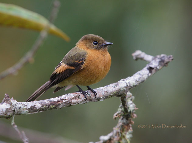 Cinnamon Flycatcher (Pyrrhomyias cinnamomeus) photo