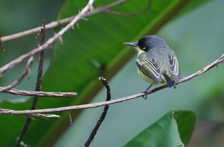 Common Tody-Flycatcher (Todirostrum cinereum) photo