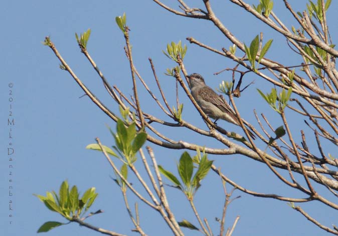 Crowned Slaty Flycatcher (Griseotyrannus aurantioatrocristatus) photo