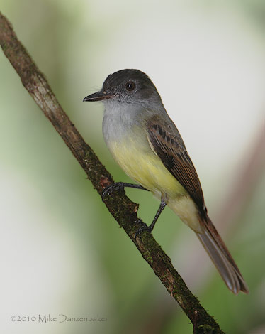 Dusky-capped Flycatcher (Myiarchus tuberculifer) photo