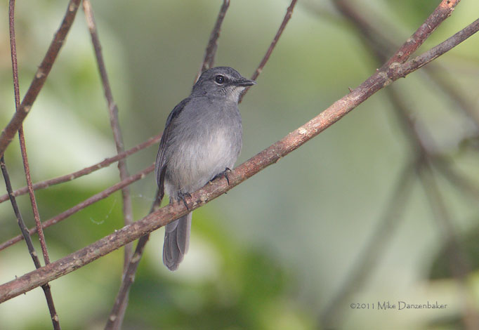 Dusky-blue Flycatcher (Muscicapa comitata) photo