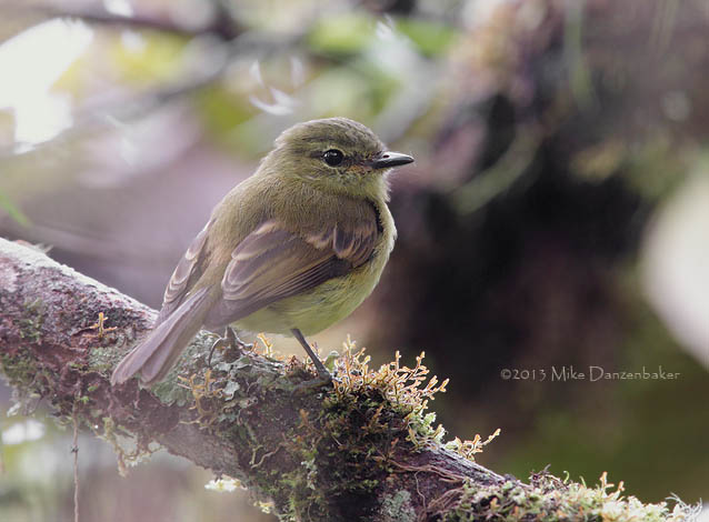 Flavescent Flycatcher (Myiophobus flavicans) photo