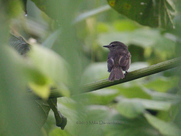 Fuscous Flycatcher (Cnemotriccus fuscatus) photo