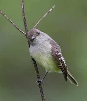 Galapagos Flycatcher (Myiarchus magnirostris) photo