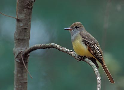 Great Crested Flycatcher (Myiarchus crinitus) photo