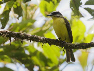 Golden-bellied Flycatcher (Myiodynastes hemichrysus) photo