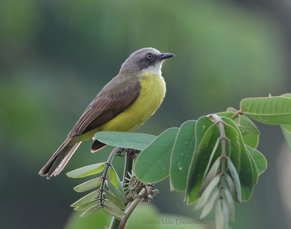 Gray-capped Flycatcher (Myiozetetes granadensis) photo
