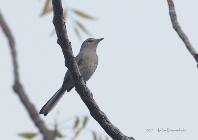 Grey Tit-Flycatcher (Myioparus plumbeus) photo