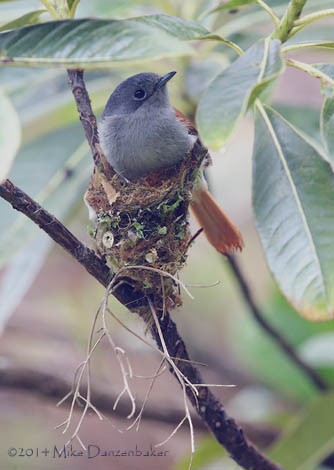 Mascarene Paradise Flycatcher (Terpsiphone bourbonnensis) photo