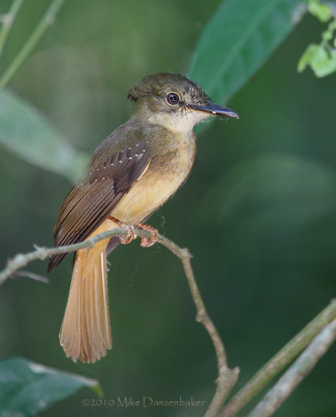 Northern Royal Flycatcher (Onychorynchus coronatus) photo