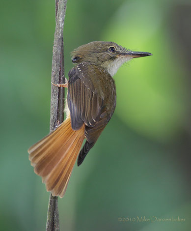 Northern Royal Flycatcher (Onychorynchus coronatus) photo