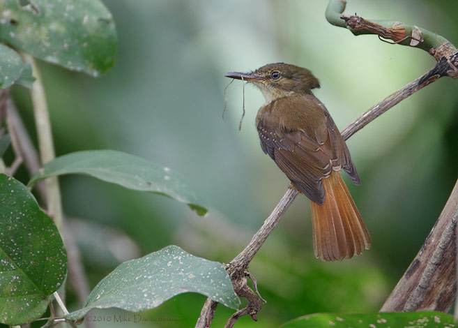 Northern Royal Flycatcher (Onychorynchus coronatus) photo
