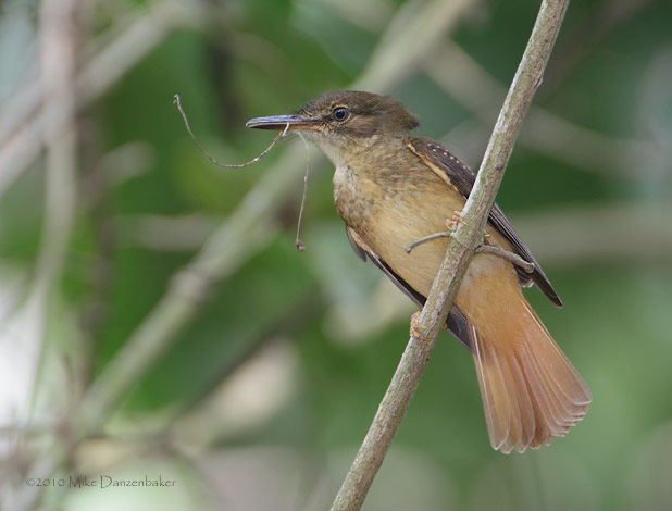Northern Royal Flycatcher (Onychorynchus coronatus) photo