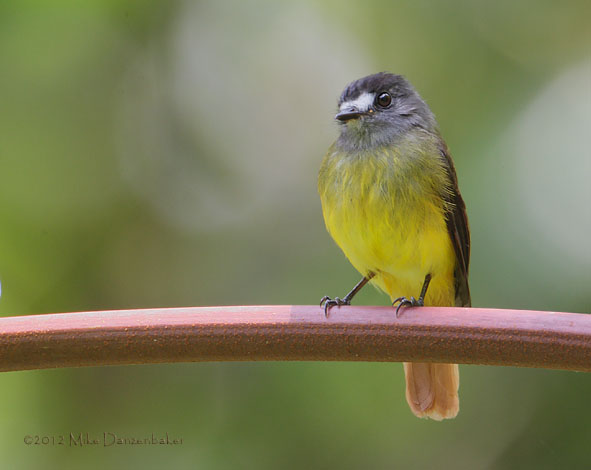 Ornate Flycatcher (Myiotriccus ornatus) photo