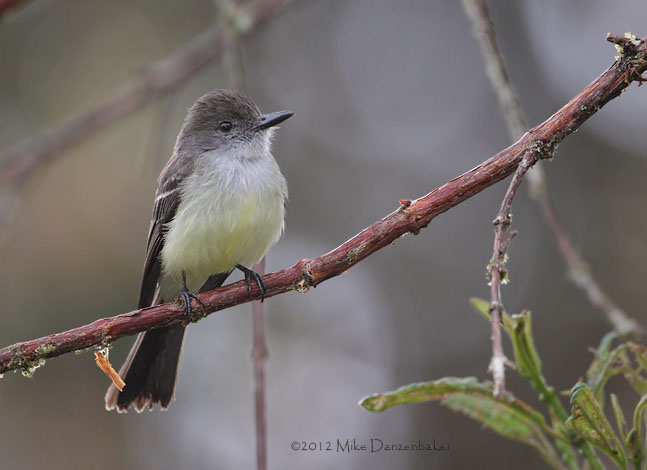Pale-edged Flycatcher (Myiarchus cephalotes) photo