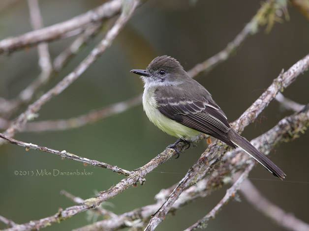 Pale-edged Flycatcher (Myiarchus cephalotes) photo