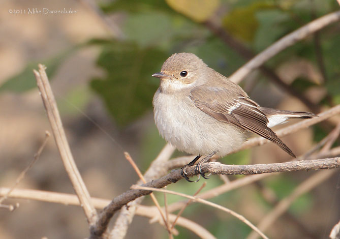 European Pied Flycatcher (Ficedula hypoleuca) photo