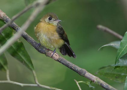 Sulphur-rumped Flycatcher (Myiobius sulphureipygius) photo