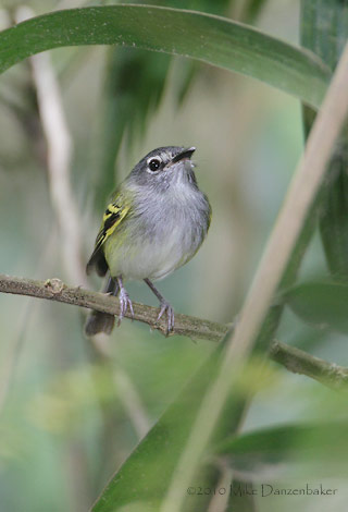 Slate-headed Tody-Flycatcher (Poecilotriccus sylvia) photo