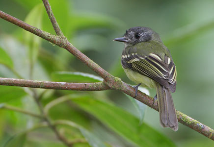 Slaty-capped Flycatcher (Leptopogon superciliaris) photo