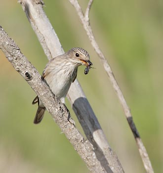 Spotted Flycatcher (Muscicapa striata) photo