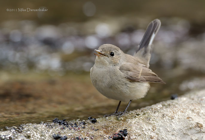 Taiga Flycatcher (Ficedula albicilla) photo