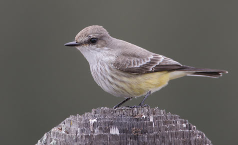 Vermilion Flycatcher (Pyrocephalus rubinus) photo