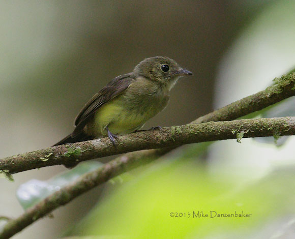 Whiskered Myiobius (Myiobius barbatus) photo