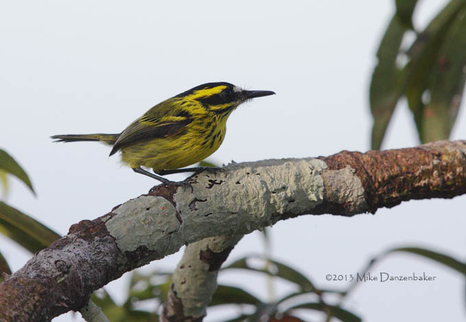 Yellow-browed Tody-Flycatcher (Todirostrum chrysocrotaphum) photo