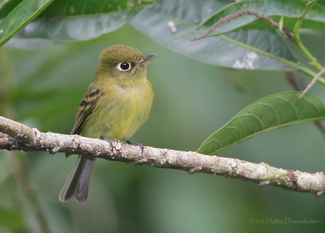 Yellowish Flycatcher (Empidonax flavescens) photo